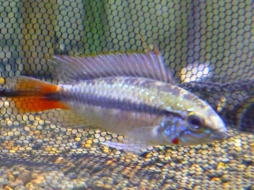 スコティッシュフォールドの女の子