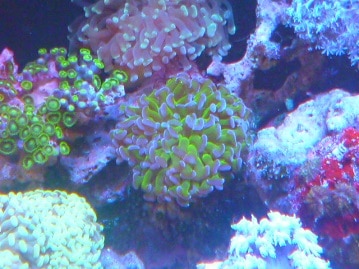 アキクサインコ（秋草インコ）