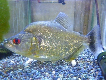 ネザーランドドワーフ