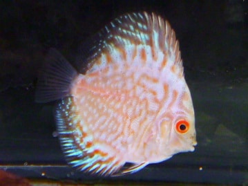 アキクサインコ（秋草インコ）