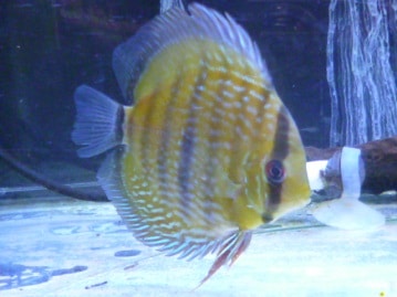 サザナミインコ