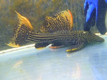 碁石チャボ（ゴイシチャボ）