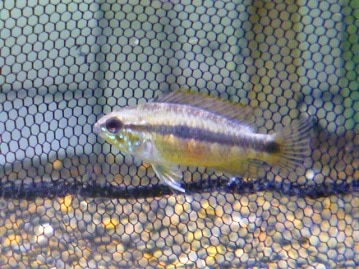 アキクサインコ（秋草インコ）