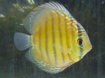 ネザーランドドワーフ