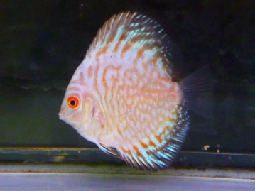 アキクサインコ（秋草インコ）