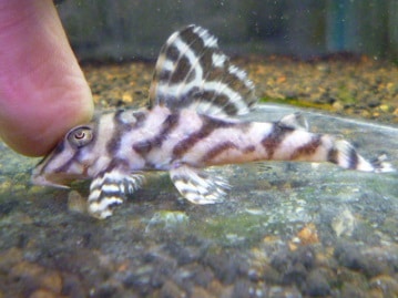 碁石チャボ（ゴイシチャボ）