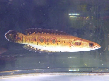 アキクサインコ（秋草インコ）