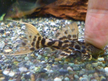 マンチカンの女の子　ブラウンタビー