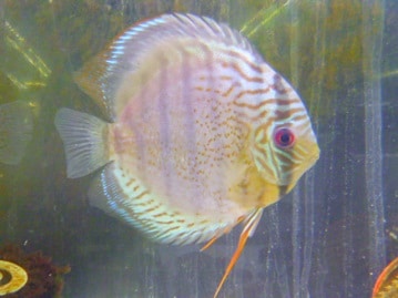 ネザーランドドワーフ