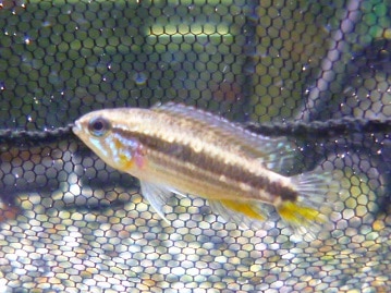 サザナミインコ