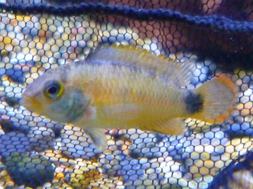 手乗りマメルリハ　コバルトの女の子　ヒナ餌卒業済み