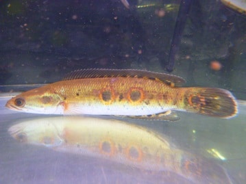 アキクサインコ（秋草インコ）