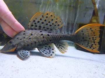 ネザーランドドワーフ