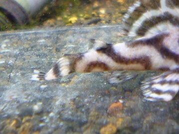 サザナミインコ