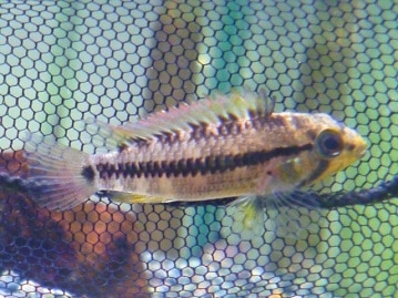 手乗りマメルリハ　アメリカンホワイト　女の子　ヒナ餌卒業済