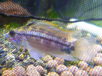 アキクサインコ（秋草インコ）