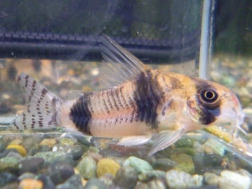 チワワミックス来ました！