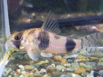 手乗りマメルリハ　モーブ　女の子のヒナ