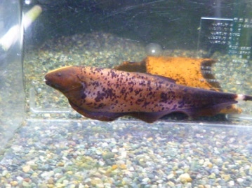 サザナミインコ