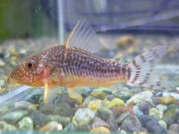 サザナミインコ