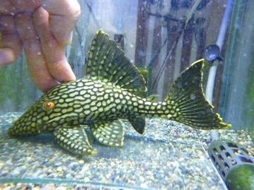 サザナミインコ