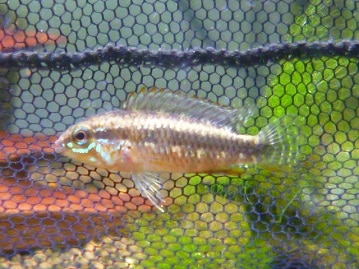 サザナミインコ