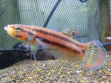 サザナミインコ