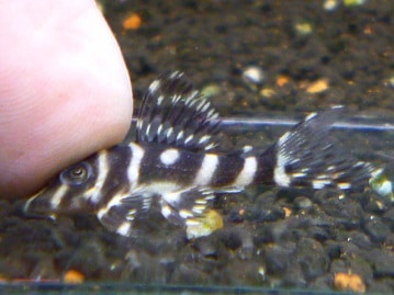 サザナミインコ