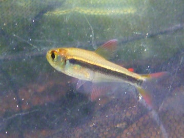 サザナミインコ