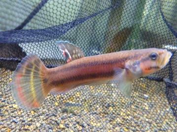 サザナミインコ