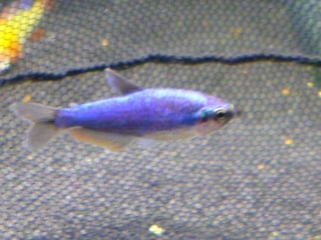 パピヨン　出迎え犬デビュー！