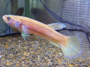 サザナミインコ