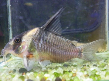 サザナミインコ