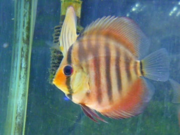 十姉妹（ジュウシマツ）