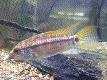 サザナミインコ