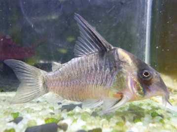 サザナミインコ