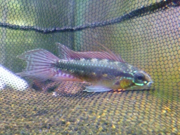 ロシアンブルー