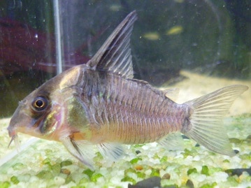 サザナミインコ