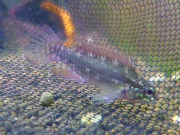 ロシアンブルー