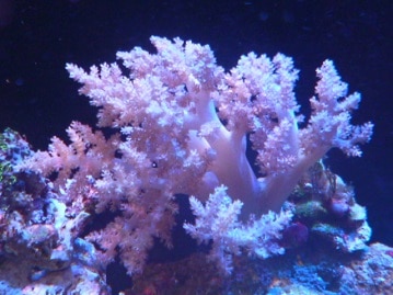 ロシアンブルー