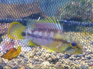 ロシアンブルー