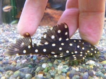 ジャンボセキセイインコ