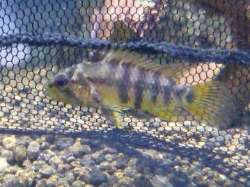 ロシアンブルー