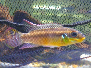 ロシアンブルー