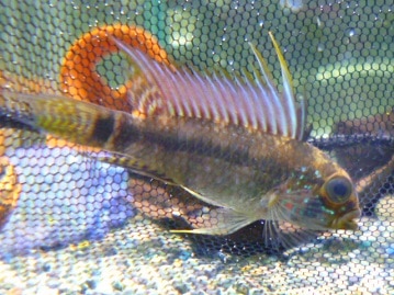 サザナミインコ