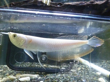 ジャンボセキセイインコ