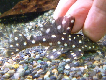 ロシアンブルー