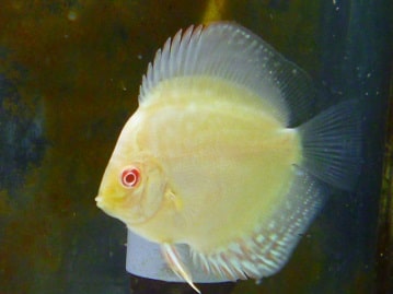 サザナミインコ