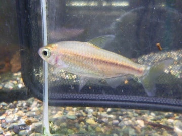 ジャンボセキセイインコ