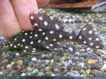 ロシアンブルー